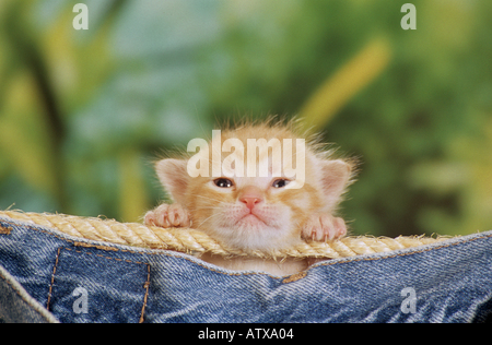 Katze Kitten - hinter Wäscheleine Stockfoto