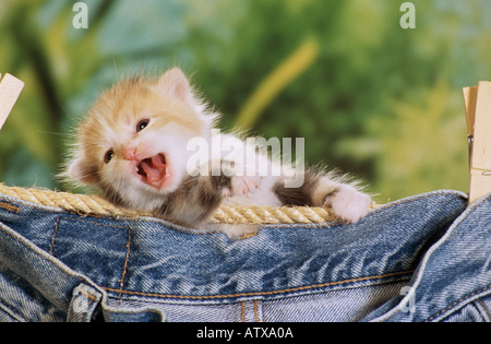 Katze Kitten - hinter Wäscheleine Stockfoto