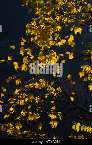 Gelbe Bergahorn Herbstblätter (Acer Pseudoplatanus) Stockfoto