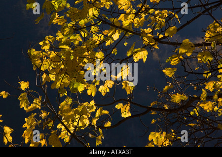 Bergahorn lässt Acer Pseudoplatanus in Herbstfärbung Stockfoto