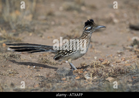 Größere Roadrunner, Geococcyx Californianus, Jagd. Stockfoto