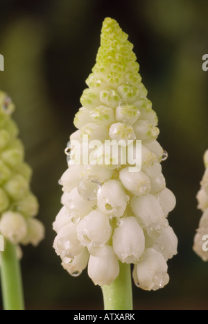 Muscari Armeniacum 'Argaei Album"(Grape Hyacinth) Stockfoto