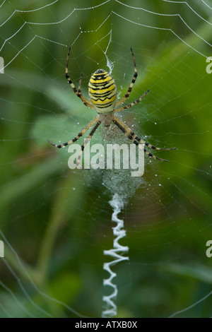 Wespe Spider, Argiope bruennichii, weiblich auf seinem Netz mit Zick-Zack stabilimentum, das sich in Europa nach Norden ausbreitet Stockfoto