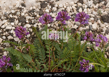 Bergmilchvetch, Oxytropis jacquinii, Dolomiten Norditalien Stockfoto