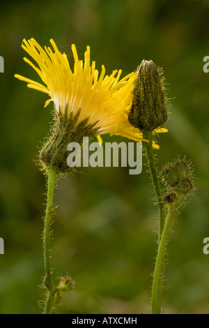 Mehrjährige Distel, Sonchus arvensis, in der Blüte sehr gutes Beispiel für Drüsenhaare Stockfoto