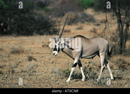 Erwachsene männliche Beisa Oryx Samburu National Reserve Kenia in Ostafrika Stockfoto