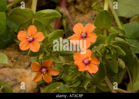 Scharlach pimpernel, Anagallis arvensis, blühenkraut Stockfoto