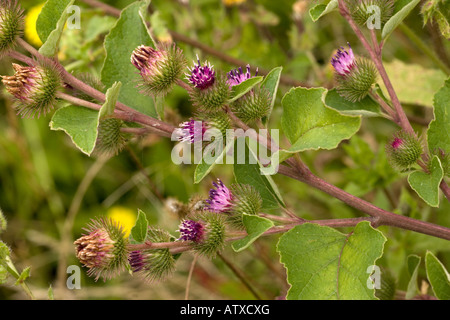 Kleine Klette, Arctium minus, in Blüte Stockfoto