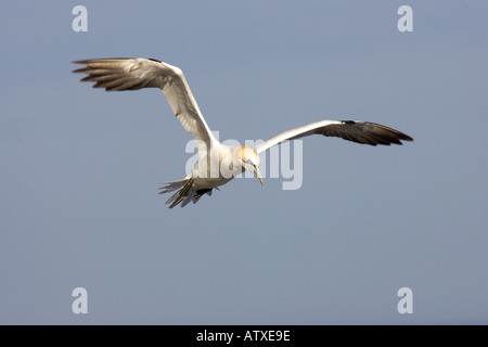 Basstölpel im Flug Stockfoto