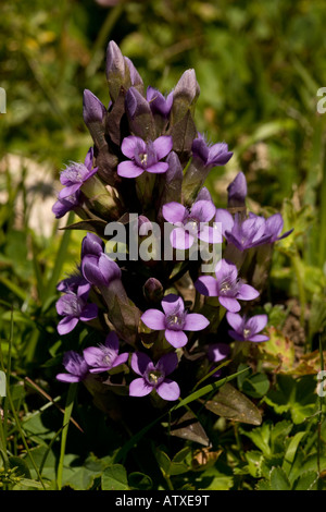 Feld Enzian, Gentianella campestris, in blühenden Alpen Stockfoto