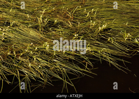 Schwimmende Bur Reed Sparganium Angustifolium in Alpensee Stockfoto