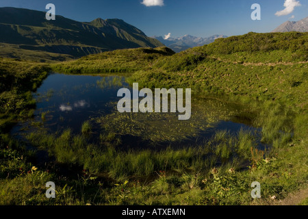 Hochalpiner See am Col du Joly, in der Nähe des Mont Blanc, mit Floating-Schilf, Sparganium angustifolium Frankreich Stockfoto