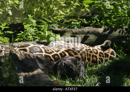 schlafende Jaguare Stockfoto