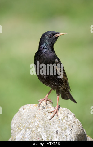 Starling auf Felsen. Stockfoto