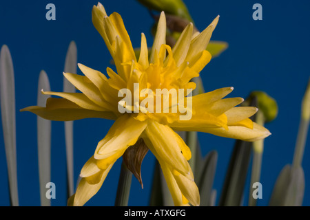 Makro-Bild des Narssisus rip van Winkle Blumen auf blauem Hintergrund Stockfoto