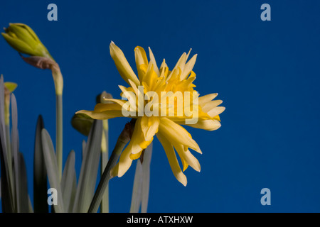 Narzisse Rip van Winkle Blüte und Knospe Stockfoto