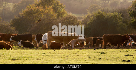 Kühe auf einem Feld am Fingringhoe in der Nähe von Colchester Stockfoto