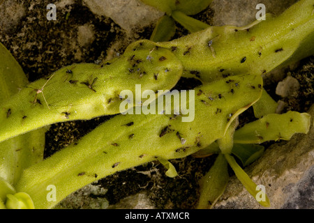 Lange rotblättrige Fettkraut Pinguicula Longifolia auf Felsvorsprung Pyrenäen Blatt mit eingeschlossenen Insekten Stockfoto