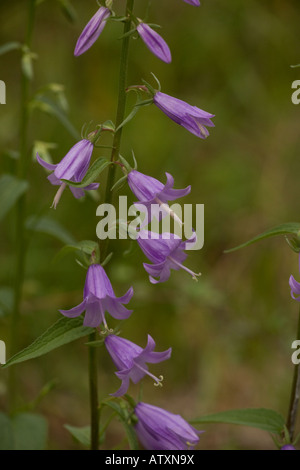 Schleichende Glockenblume, Campanula rapunculoides, in Blüte in Großbritannien eingebürgert Stockfoto