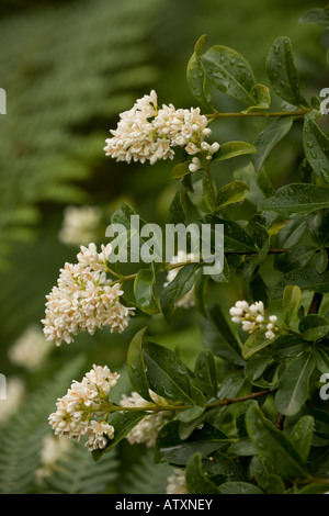 Wilde Liguster Ligustrum Vulgare in Blüte Stockfoto