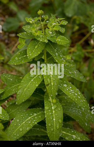 Irish Spurge, Euphorbia hyberna, sehr selten in Großbritannien Stockfoto