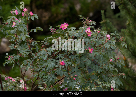 Strauchrose, Rosa glauca, Rosa rubrifolia, Pyrenäen Stockfoto