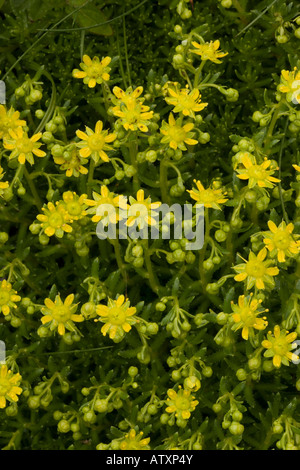 Yellow Saxifrage, Saxifraga aizoides, seltene Bergpflanze in Großbritannien Stockfoto