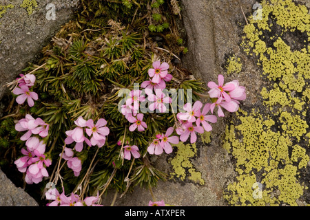 Rosa Felsen-Jasmin, Androsace carnea, in großer Höhe, Pyrenäen Stockfoto