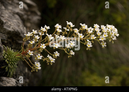 Pyrenäen-Saxifrage, Saxifraga longifolia, in Blüte endemisch in den Pyrenäen Stockfoto