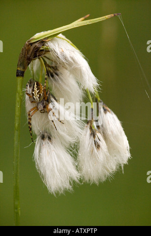 Breite blättrige Wollgras (Wollgras Latifolium) mit Spinne (Aculepeira Ceropegia) Nahaufnahme Stockfoto