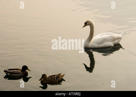 Ein Höckerschwan und zwei Enten in den See von Como, Italien Stockfoto