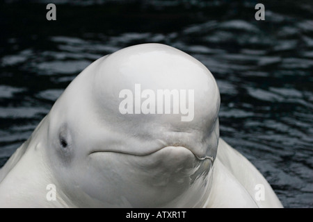 Beluga-Wale, Delphinapterus Leucas, wachsen bis etwa 15 Fuß in der Länge und Reichweite über 3000 Pfund. Stockfoto