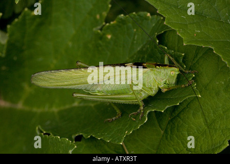 Große grüne Bush Cricket Tettigonia Viridissima gelegentlich in Großbritannien Stockfoto