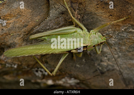 Große grüne Bush Cricket Tettigonia Viridissima gelegentlich in Großbritannien Stockfoto