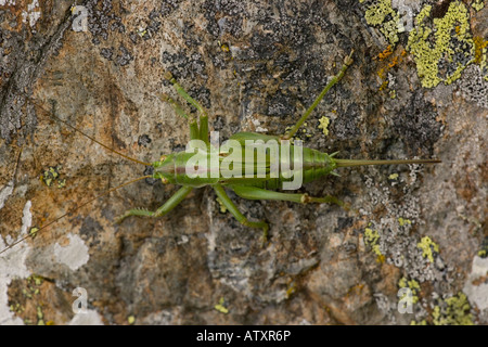 Große grüne Busch Cricket Tettigonia Viridissima unreife Weibchen auf Felsen selten in Großbritannien Stockfoto