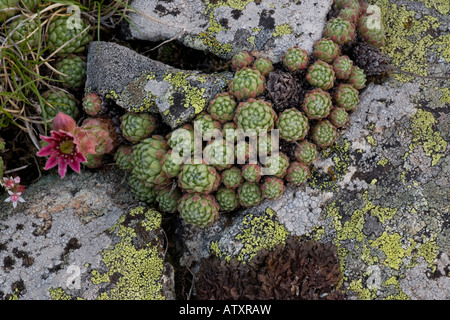 Cobweb Rosetten der Hauswurz (Sempervivum Arachnoideum) mit Flechten auf den nahe gelegenen Felsen Stockfoto