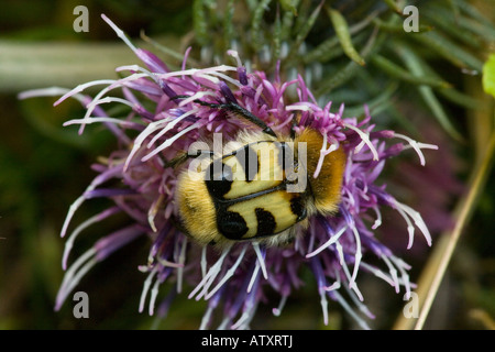 Bienenchafer, oder Bienenkäfer, Trichius fasciatus, auf einem Knackkraut Rumänien Stockfoto