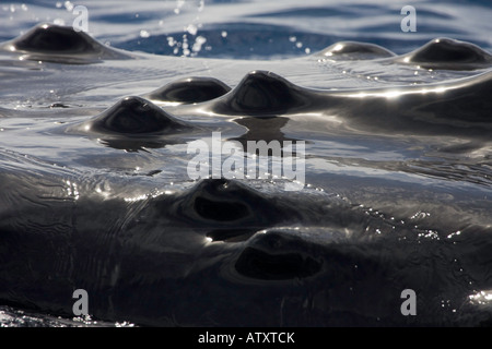 Einen genauen Blick auf die Beule wie Knöpfe, bekannt als Tuberkel, oben auf den Kopf eines Buckelwal Impressionen Novaeangliae. Stockfoto