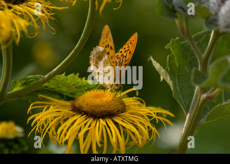 Silber gewaschen Fritillary (Argynnis Paphia) mit Blume (Telekia Speciosa) Nahaufnahme Stockfoto