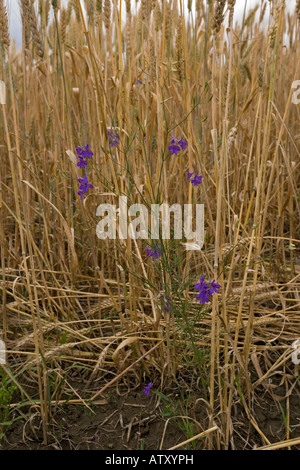 Forking Larkspur, Consolida regalis, im Kornfeld Rumänien Stockfoto