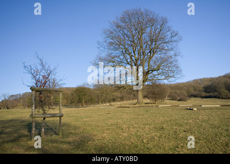 Junge Eiche Bäumchen gepflanzt, ältere Eichen Cotswold Böschung UK zu ersetzen Stockfoto