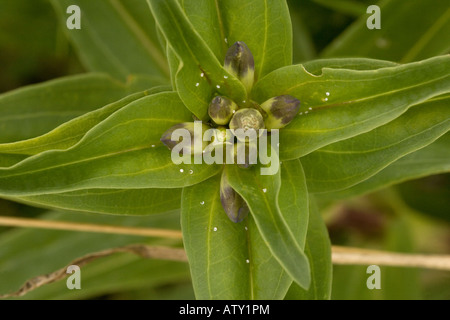 Kreuz Enzian, Gentiana Cruciata mit Eiern von Berg Alcon Blue Butterfly Maculinea Rebeli Rumänien Stockfoto