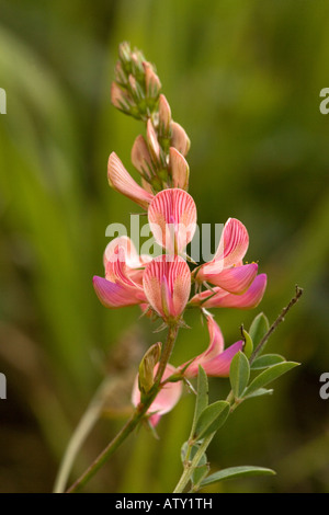 Ein Esparsette Onobrychis Arenaria Rumänien Stockfoto