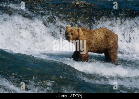 Brauner Bär (Ursus Arctos) Fischerei auf Lachs am McNeil River Falls, Sommer in Südwest-Alaska Stockfoto