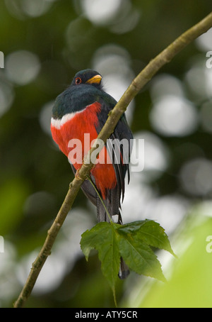 Halsbandtrogon, männlicher Trogon collaris, auf Ast Wolke Wald Ecuador Stockfoto