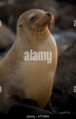Galapagos-Seelöwen Zalophus Wollebacki am Strand Galapagos Stockfoto