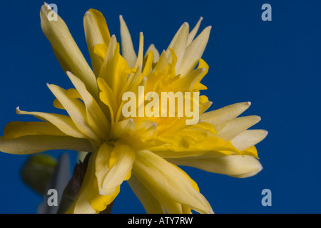 Schließen Sie herauf Bild der Narcisus Rip van Winkle auf blauem Hintergrund Stockfoto