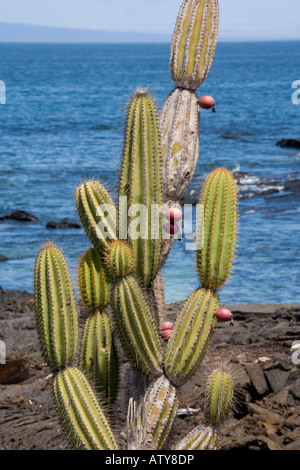 Kandelaber-Kaktus, Jasminocereus thouarsii var sclerocarpus, auf Isabela Galapagos Stockfoto