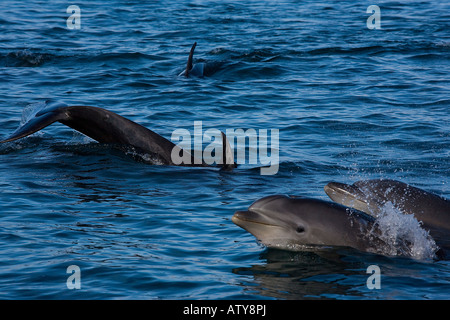 Dolphine mit Flaschennase, Tursiops truncatus, in Gruppe Stockfoto