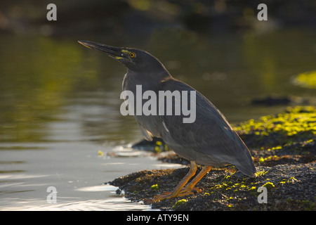 Gekerbten Reiher Butorides Striatus Jagd auf Fernandina Insel Galapagos Stockfoto